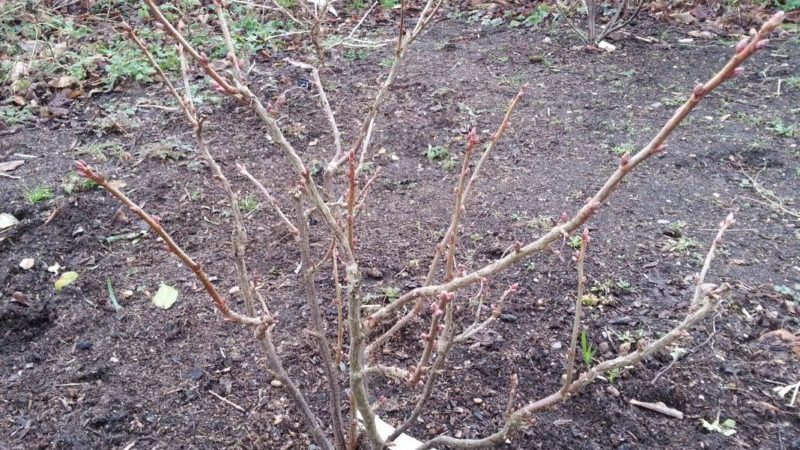 A guide to proper autumn pruning of currants for beginner gardeners