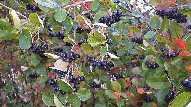 Instrucciones para podar chokeberry en otoño para jardineros principiantes.