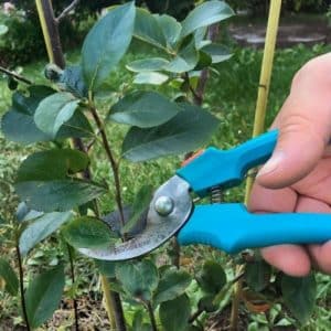 Anleitung zum Beschneiden von Apfelbeeren im Herbst für Anfänger