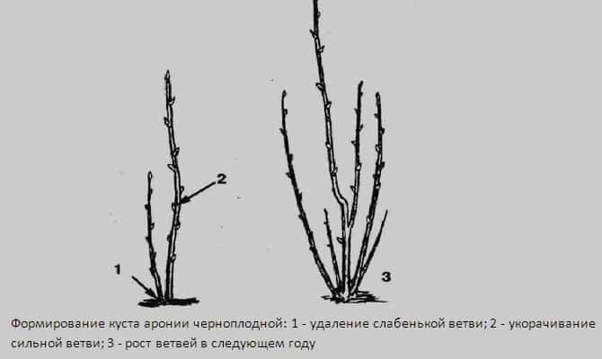 Упутства за обрезивање ароније у јесен за баштоване почетнике