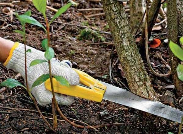 Instrucciones para podar chokeberry en otoño para jardineros principiantes.