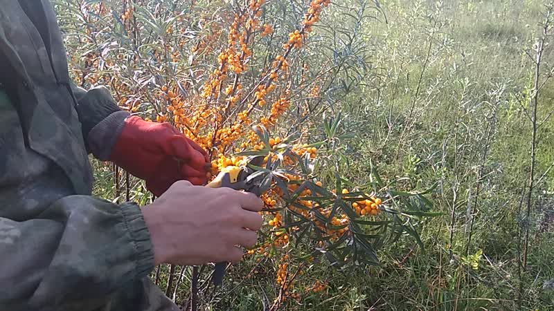 Un guide étape par étape pour la taille de l'argousier à l'automne