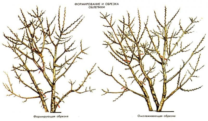 Корак по корак водич за обрезивање морског трна у јесен