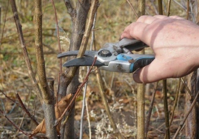 How to properly prune viburnum in autumn (regular and decorative)