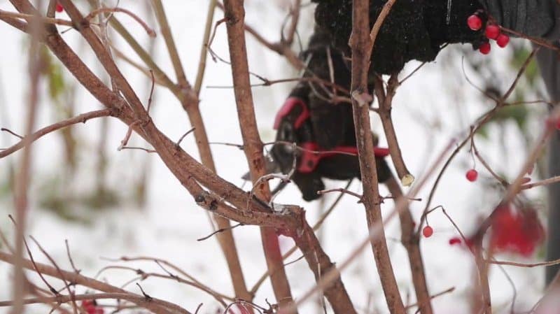 Com podar correctament el viburnum a la tardor (regular i decoratiu)