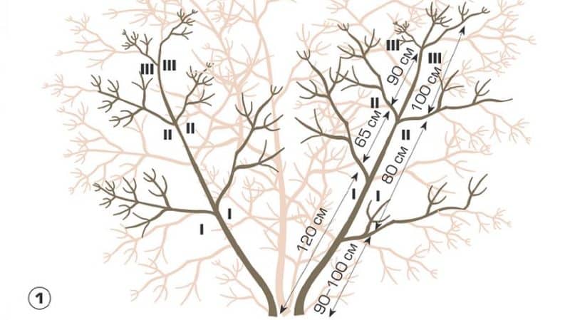 Com podar correctament el viburnum a la tardor (regular i decoratiu)