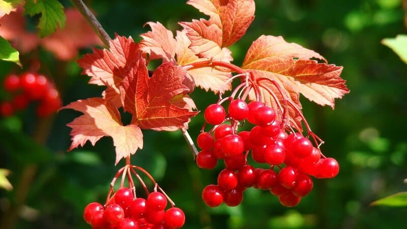 Hoe viburnum goed te snoeien in de herfst (normaal en decoratief)