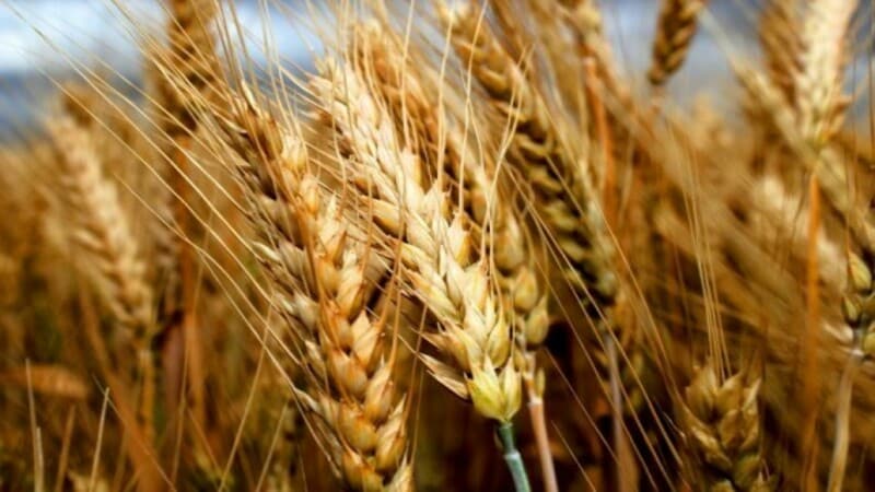 Rassegna delle migliori varietà di grano invernale: scegliere il più fertile e resistente