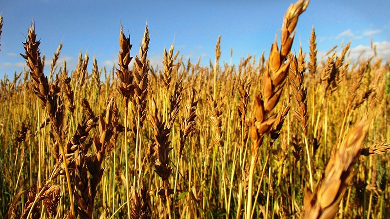 Repasuhin ang pinakamahusay na mga varieties ng taglamig trigo: pagpili ng pinaka-mayabong at lumalaban