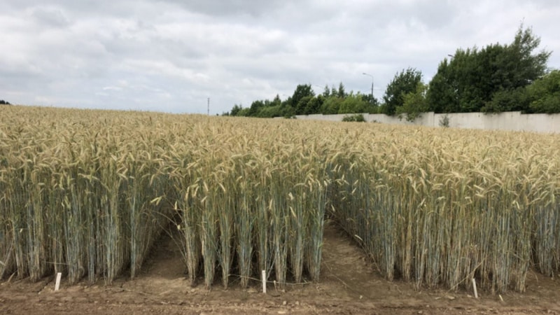 Rassegna delle migliori varietà di grano invernale: scegliere il più fertile e resistente