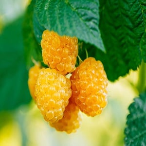 Kajian pelbagai raspberi Golden Autumn