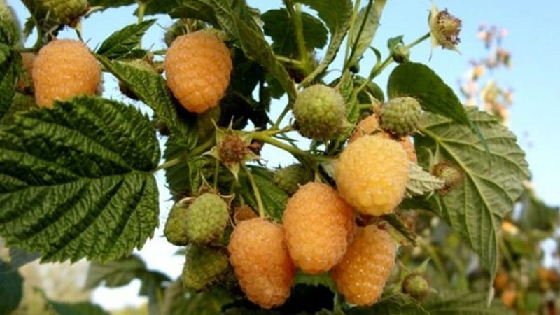 Examen de la variété de framboise Golden Autumn