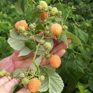 Kajian pelbagai raspberi Golden Autumn