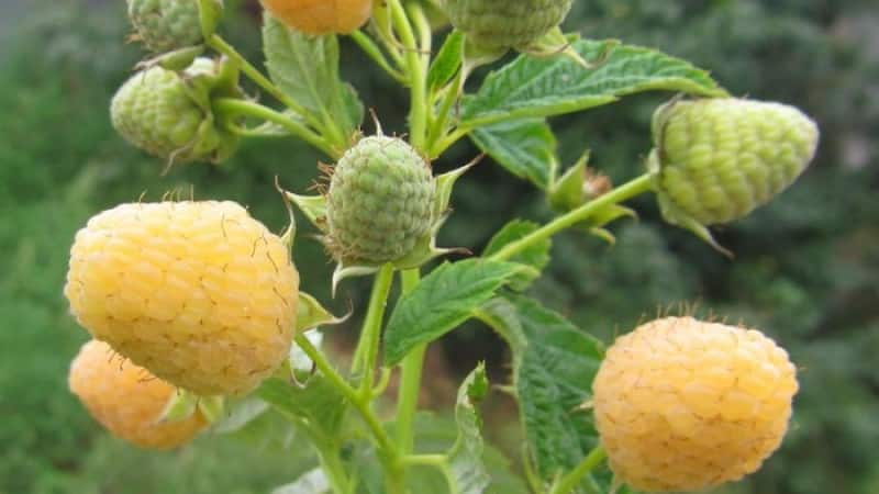 Examen de la variété de framboise Golden Autumn