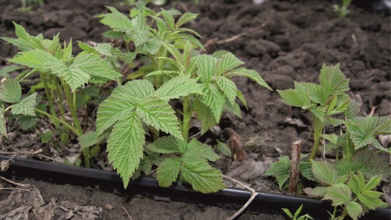 Recenzja odmiany maliny Złota Jesień