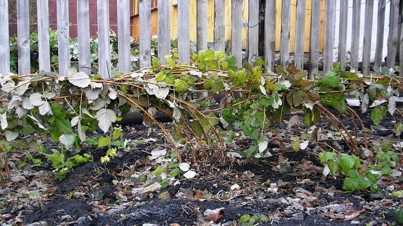 Examen de la variété de framboise Golden Autumn