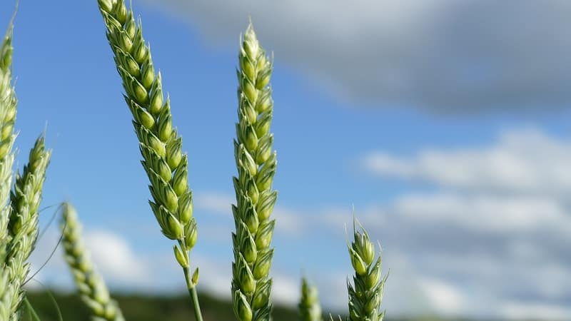 Review of winter wheat variety Alekseevich: characteristics and description