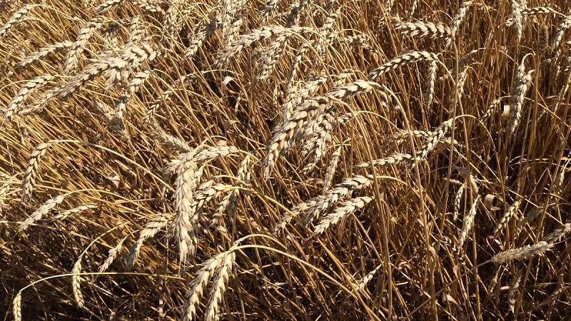 Examen de la variété de blé d'hiver Alekseevich: caractéristiques et description