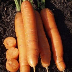 Características de las zanahorias rojas sin corazón.