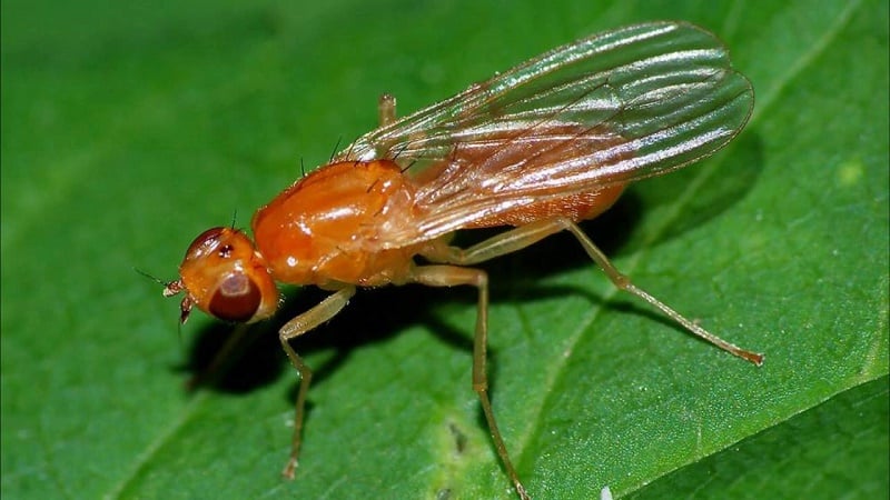 Característiques de les pastanagues vermelles sense cor