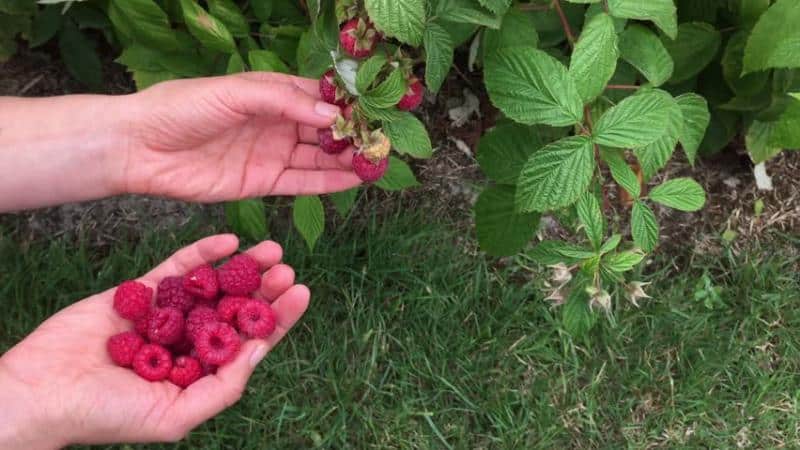 Características del cuidado de las frambuesas en la región de Moscú: cómo prepararse adecuadamente para el invierno.