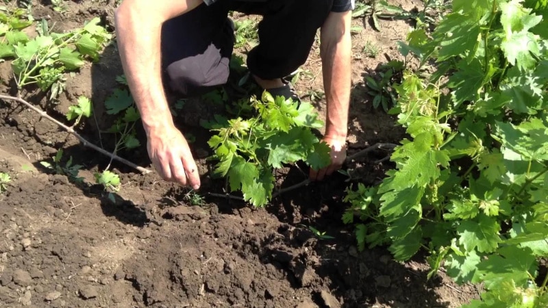 When and how to properly transplant grapes to another place in the fall