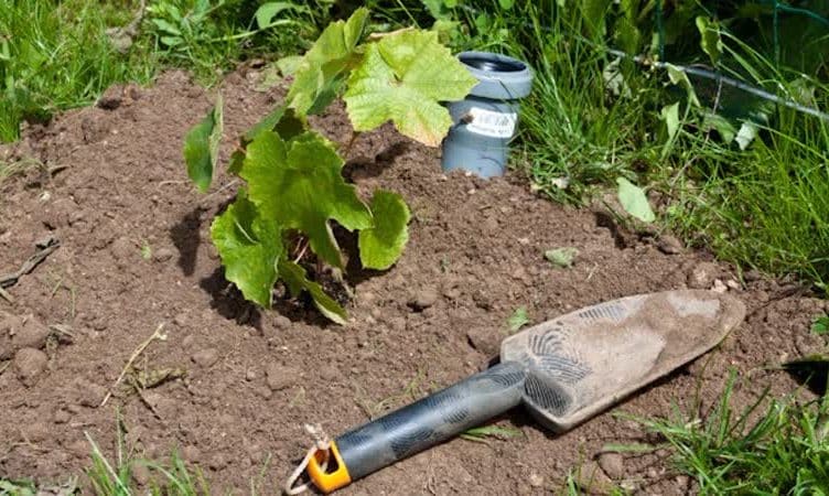 When and how to properly transplant grapes to another place in the fall