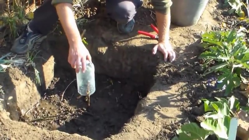 Quand et comment bien transplanter les raisins ailleurs à l'automne