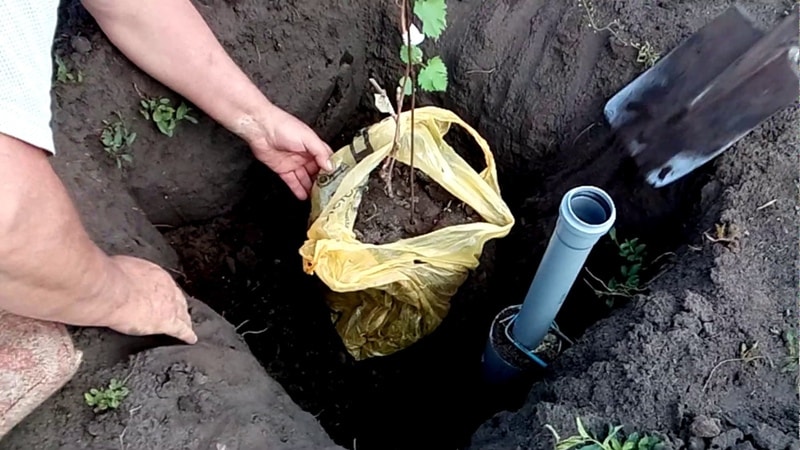 When and how to properly transplant grapes to another place in the fall