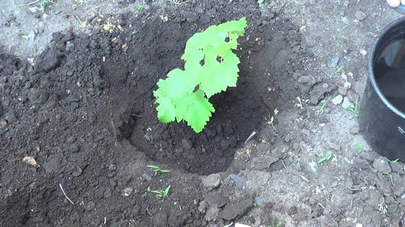 Quand et comment bien transplanter les raisins ailleurs à l'automne