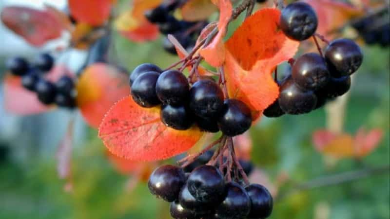 Istruzioni per la potatura dell'aronia in autunno per i giardinieri principianti