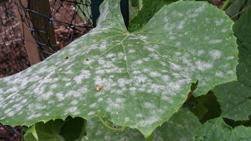 Why does a white coating appear on cucumbers in a greenhouse and how to deal with it