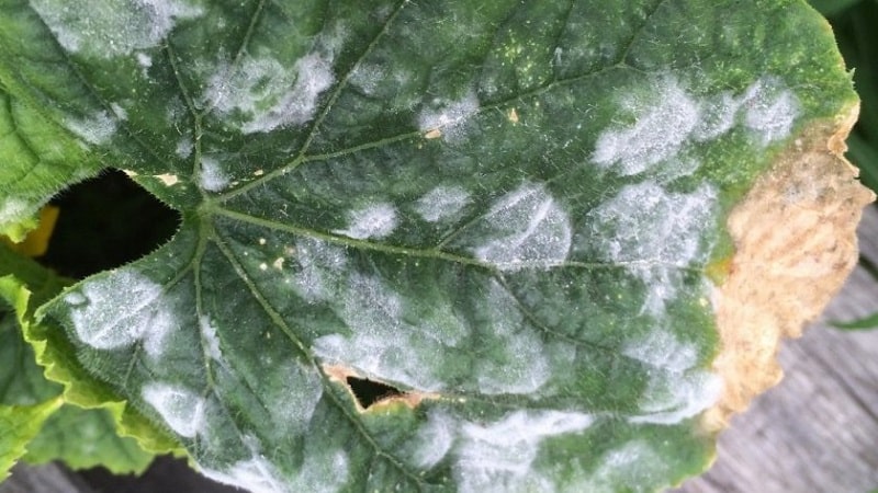 Why does a white coating appear on cucumbers in a greenhouse and how to deal with it