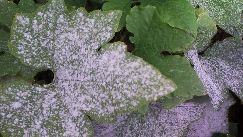 ¿Por qué aparece una capa blanca en los pepinos en un invernadero y cómo tratarla?