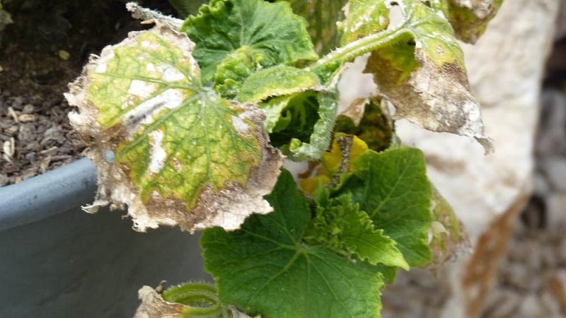 ¿Por qué aparece una capa blanca en los pepinos en un invernadero y cómo tratarla?