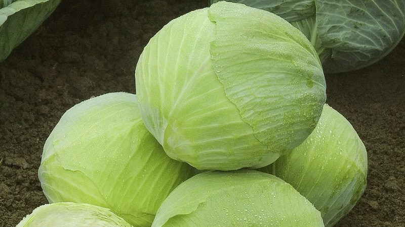 A selection of the best varieties of cabbage for winter storage and recommendations for growing it