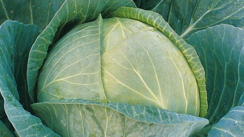 A selection of the best varieties of cabbage for winter storage and recommendations for growing it