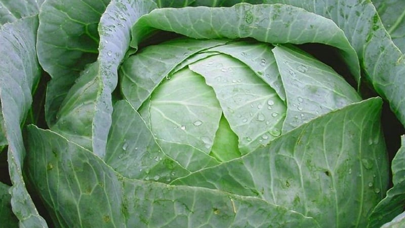 A selection of the best varieties of cabbage for winter storage and recommendations for growing it