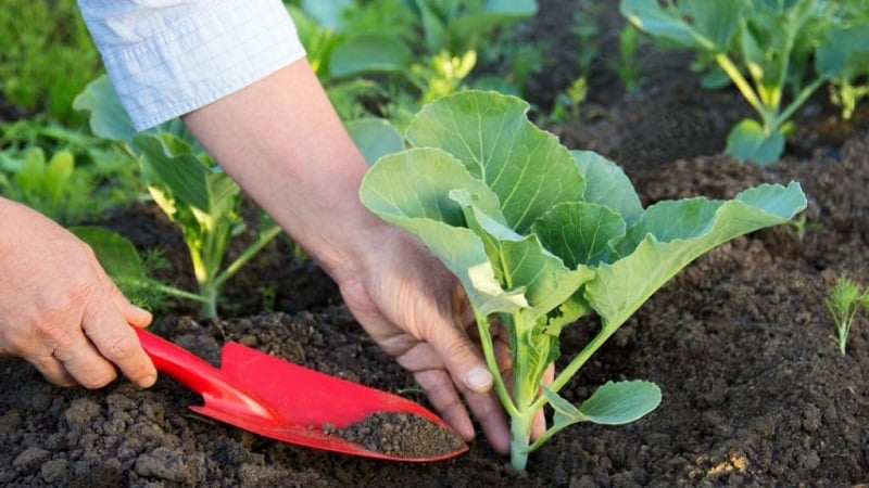 Een selectie van de beste koolsoorten voor winteropslag en aanbevelingen voor de teelt ervan