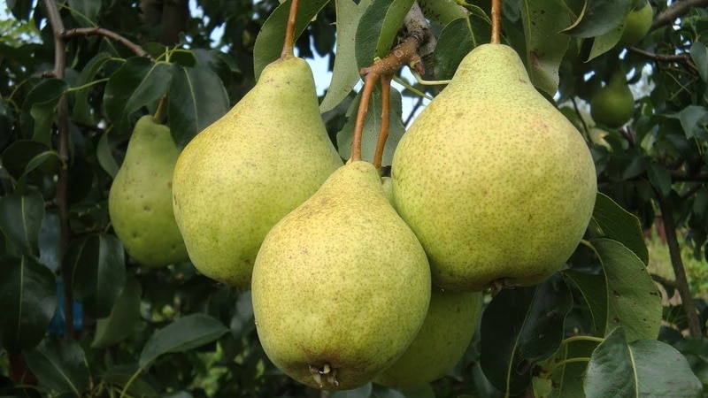 Uma seleção das melhores variedades das mais deliciosas peras resistentes ao inverno para a Sibéria