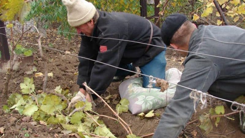 Druiven voorbereiden op de winter: geheimen van verwerking in de herfst vóór onderdak