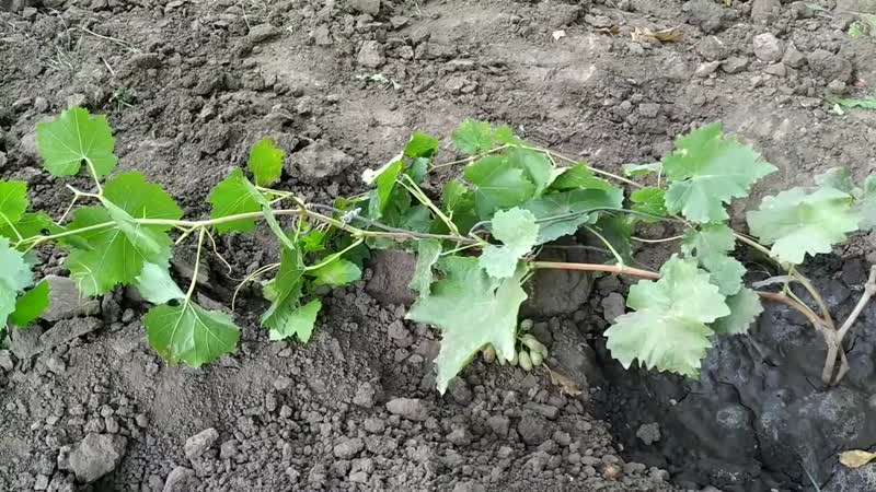 Trauben für den Winter vorbereiten: Geheimnisse der Verarbeitung im Herbst vor dem Schutz