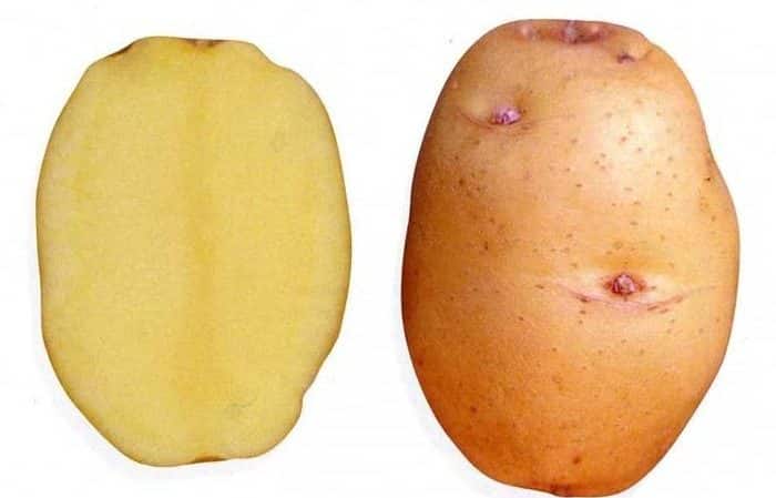 Detalyadong paglalarawan at payo mula sa mga agronomist sa mga varieties ng patatas: Petersburg, Barin, Leader at iba pa