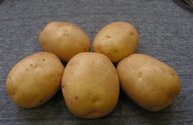 Detailed description and advice from agronomists on potato varieties: Petersburg, Barin, Leader and others