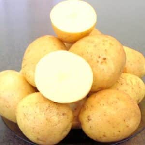 Detailed description and advice from agronomists on potato varieties: Petersburg, Barin, Leader and others