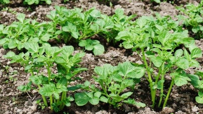 Tecnologia per preparare le patate per la semina