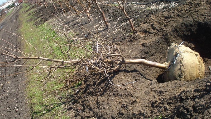 Stapsgewijze instructies voor het planten van perziken in de herfst van ervaren tuinders