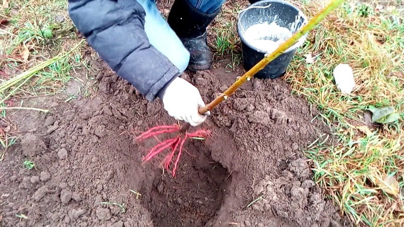 Stapsgewijze instructies voor het planten van perziken in de herfst van ervaren tuinders