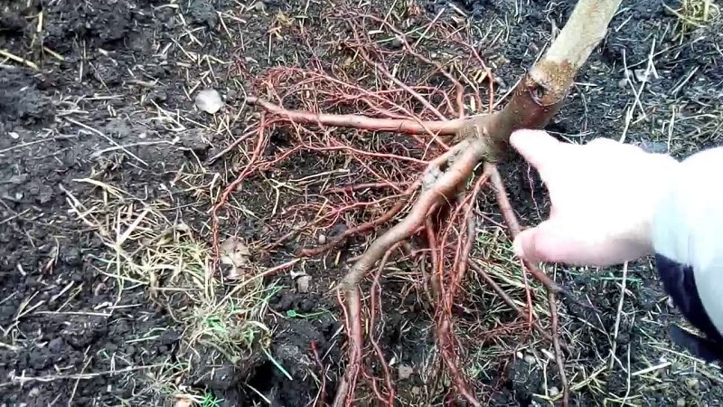 Instruccions pas a pas per plantar préssec a la tardor de jardiners experimentats