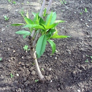 Instruccions pas a pas per plantar préssec a la tardor de jardiners experimentats